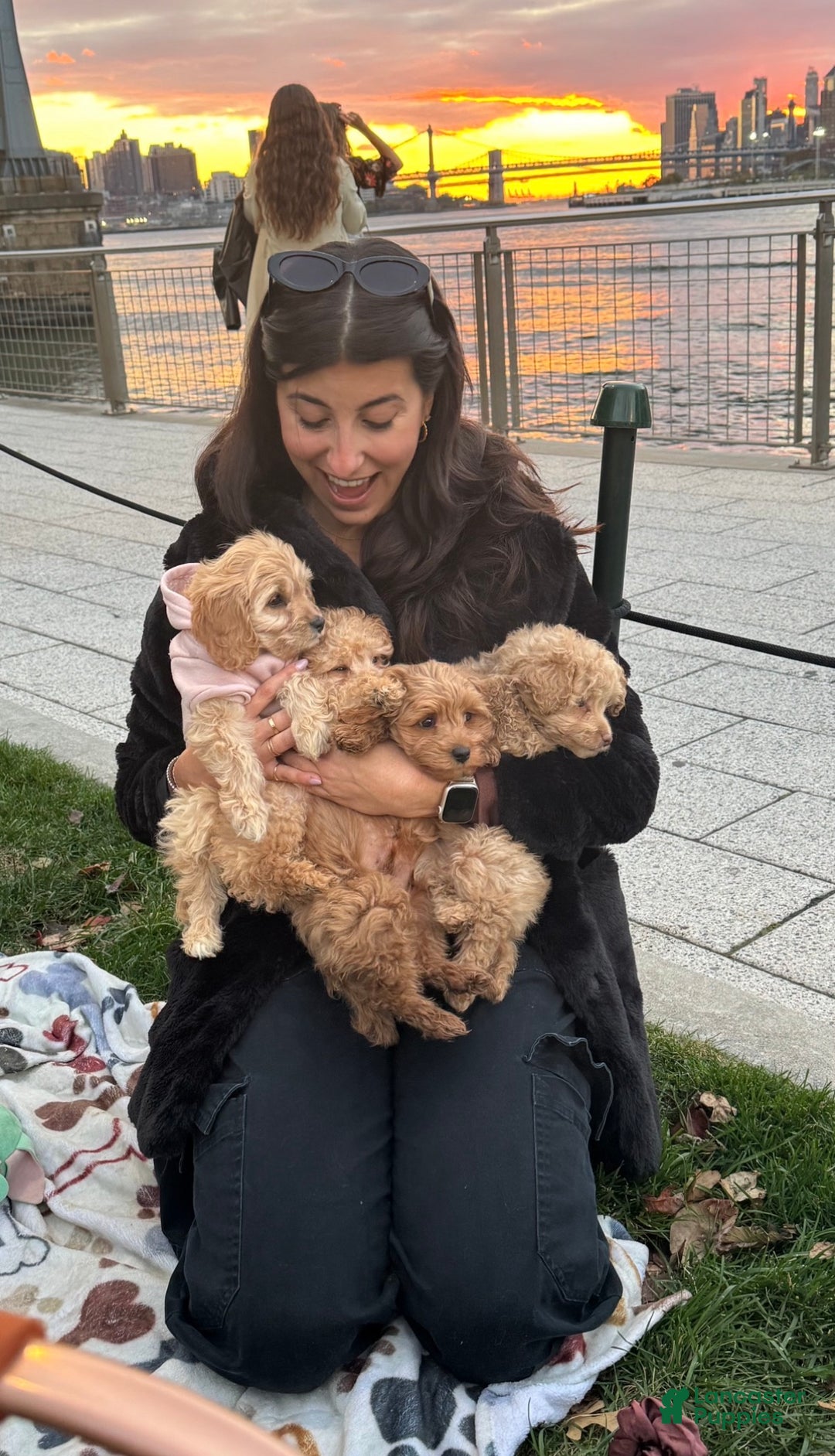 Cockapoo dogs for sale: ⭐️Cooper – The Golden Boy of the Litter 🐾🧡 - Ad 11