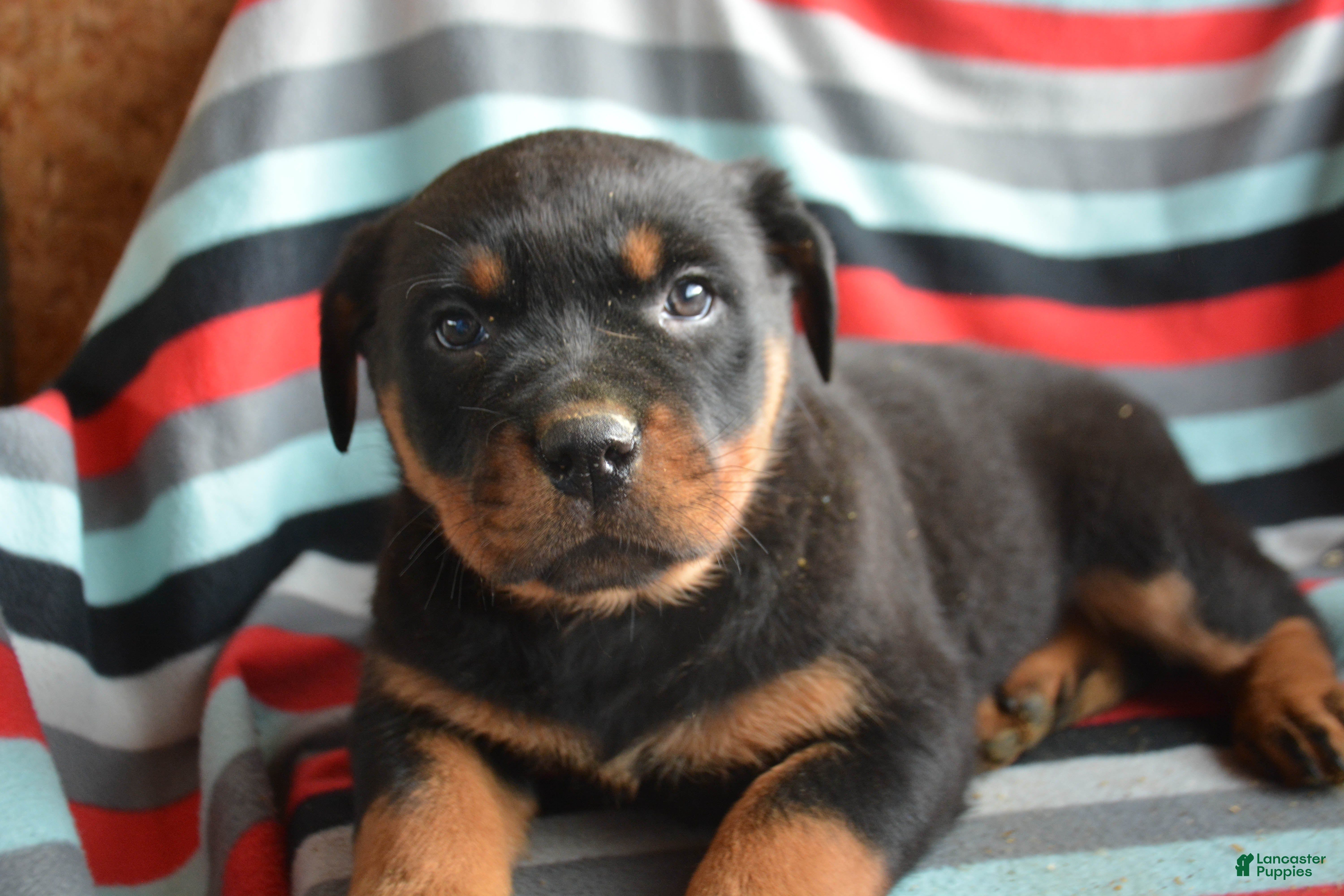 Rottweiler dogs Rottweiler Puppy 2 Roxy - Ad 21