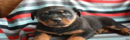 Rottweiler dogs for sale: Rottweiler Puppy 2 Roxy - Ad 3