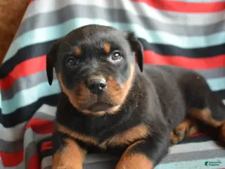 Rottweiler dogs Rottweiler Puppy 2 Roxy - Ad 21