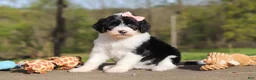 Sheepadoodle dogs for sale: Lila - Ad 6