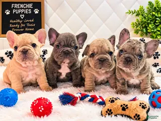 French Bulldog dogs French Bulldog 2 - Ad 2