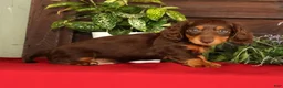 Miniature Dachshund dogs for sale: Teddy - Ad 7