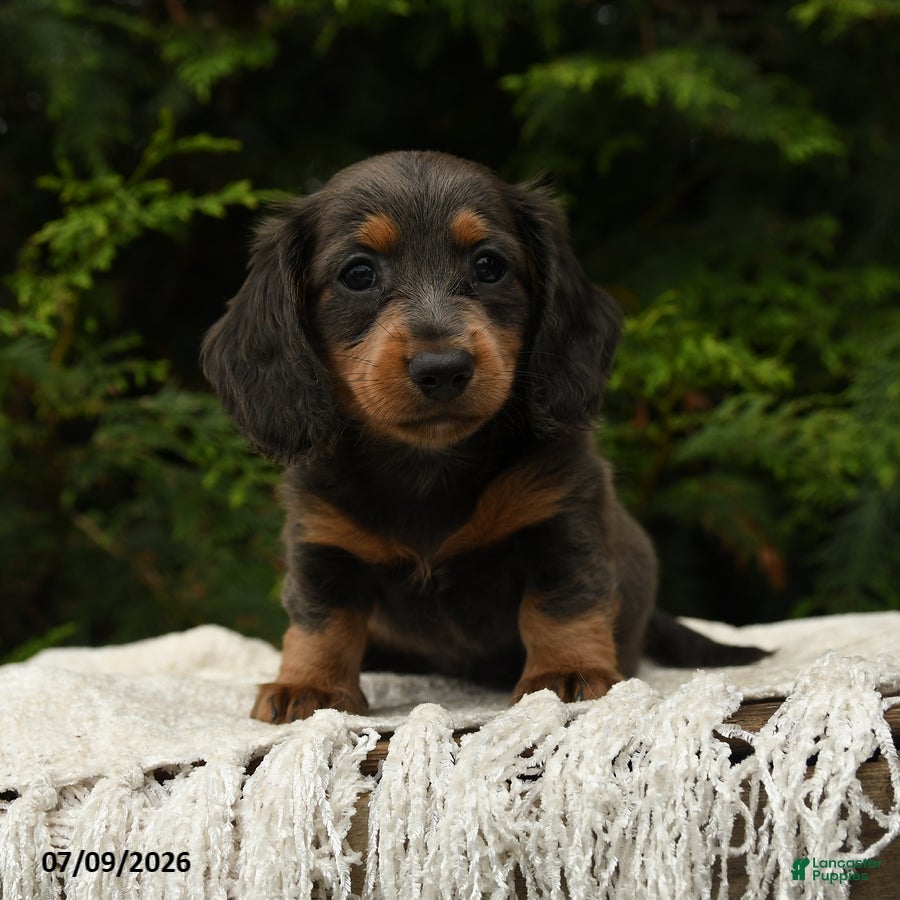 Miniature Dachshund dogs Holly - Ad 1