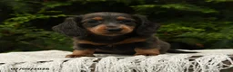 Miniature Dachshund dogs for sale: Holly - Ad 1
