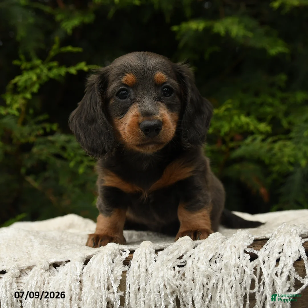 Miniature Dachshund dogs for sale: Holly - Ad 1