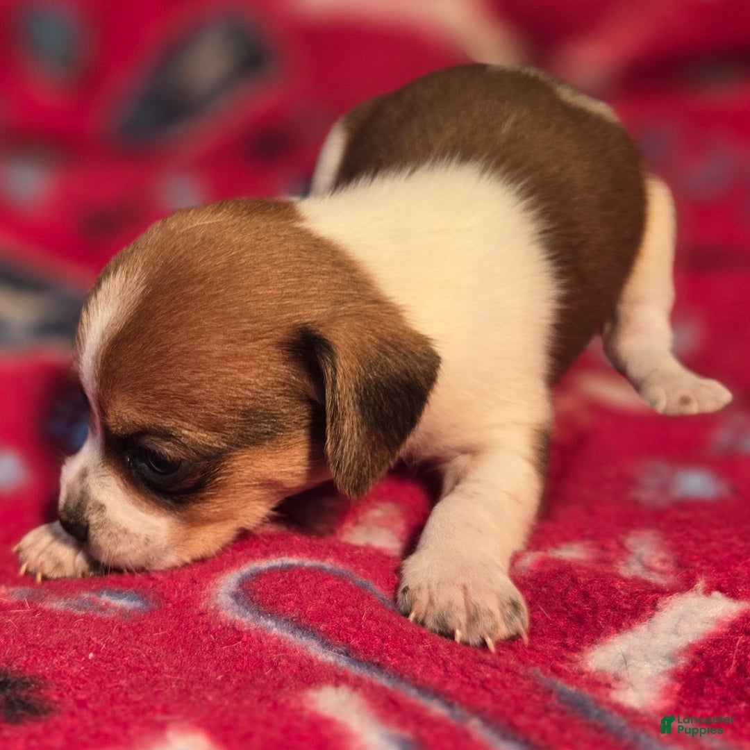 Beagle dogs for sale: Luke Queen Elizabeth Pocket Beagle - Ad 7