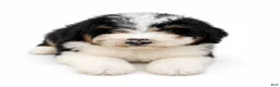 Mini Bernedoodle dogs for sale: Mini Bernedoodle 5 - Ad 3
