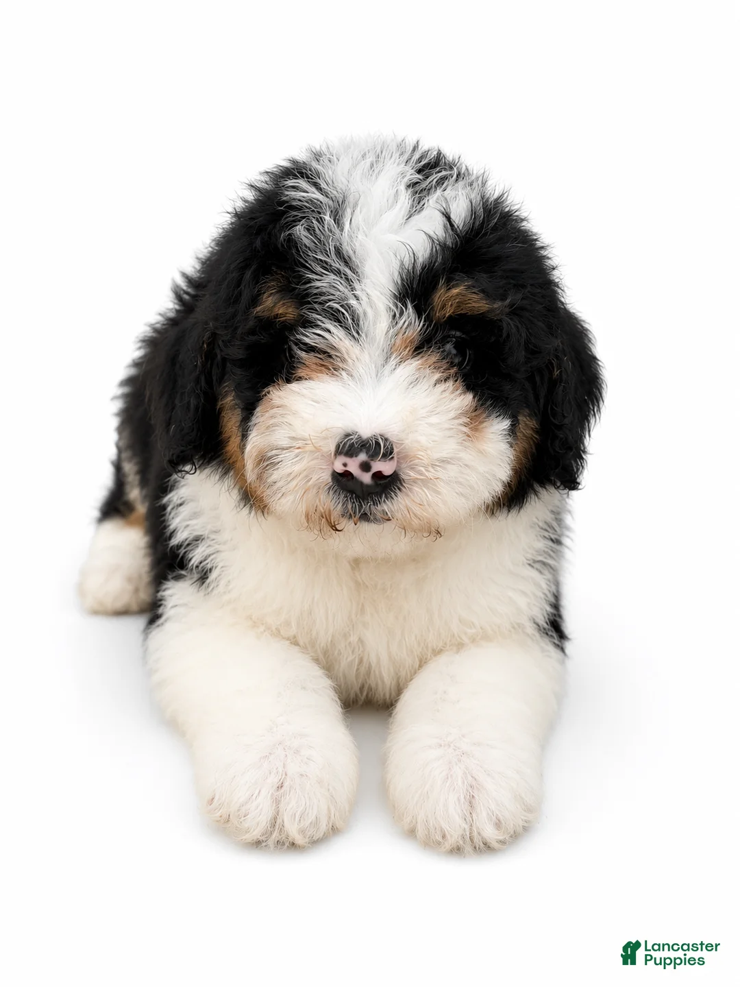 Mini Bernedoodle dogs for sale: Mini Bernedoodle 5 - Ad 3