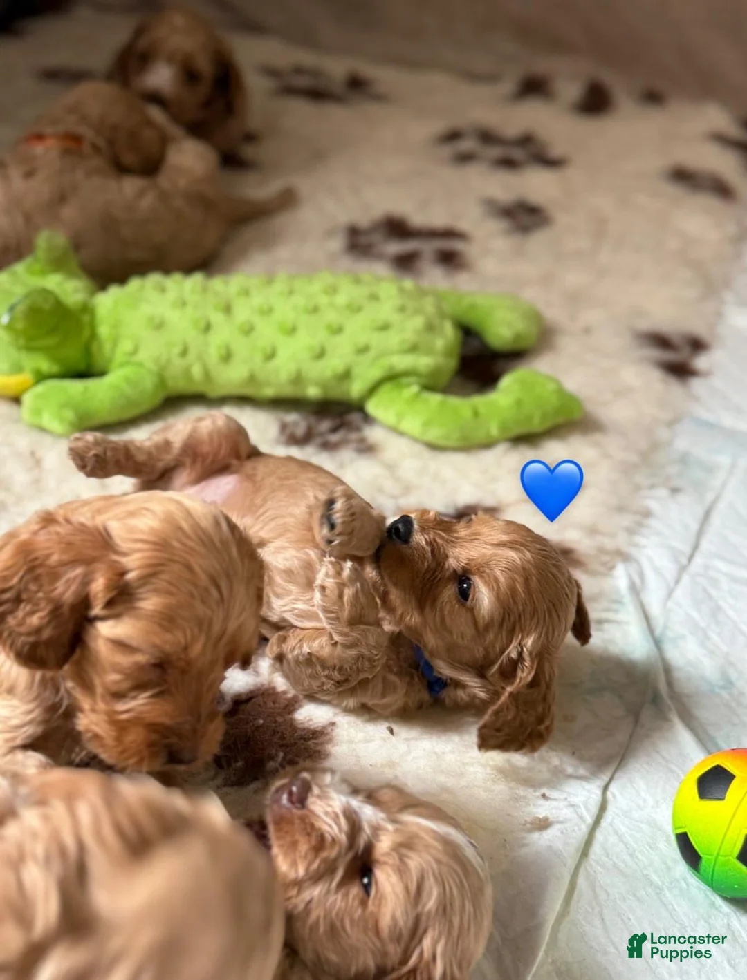 Cavapoo dogs for sale: Britney  - Ad 21