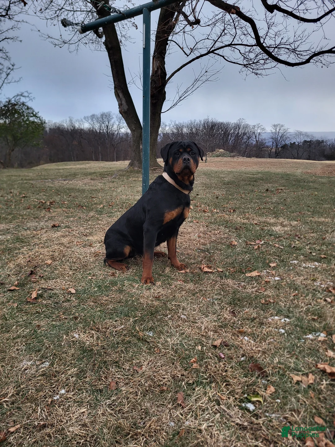 Rottweiler dogs for sale: Chocolate  - Ad 9