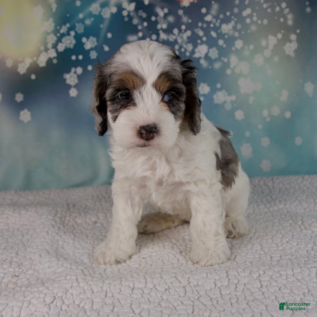 Cockapoo dogs for sale: Cassie - Ad 3