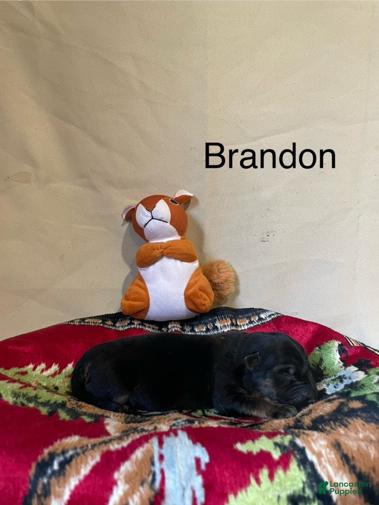German Shepherd dogs for sale: Brandon - Ad 1