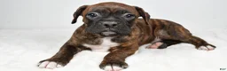 Boxer dogs for sale: Roxy - Ad 6