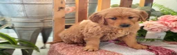 Golden Retriever dogs for sale: Ruby - Ad 7