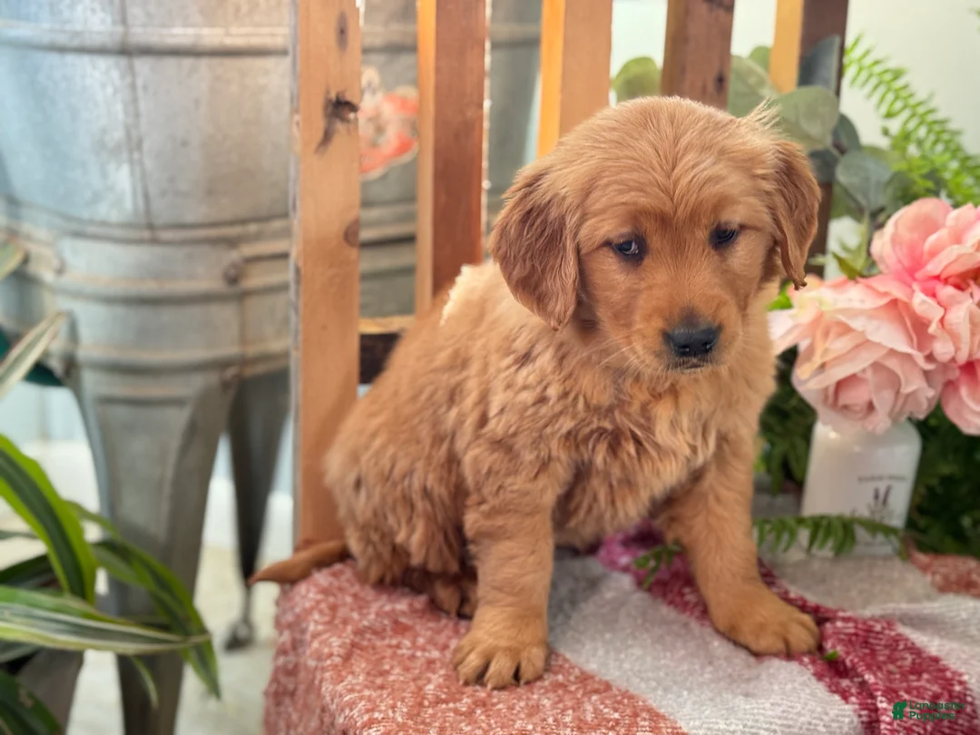 Golden Retriever dogs for sale: Ruby - Ad 7