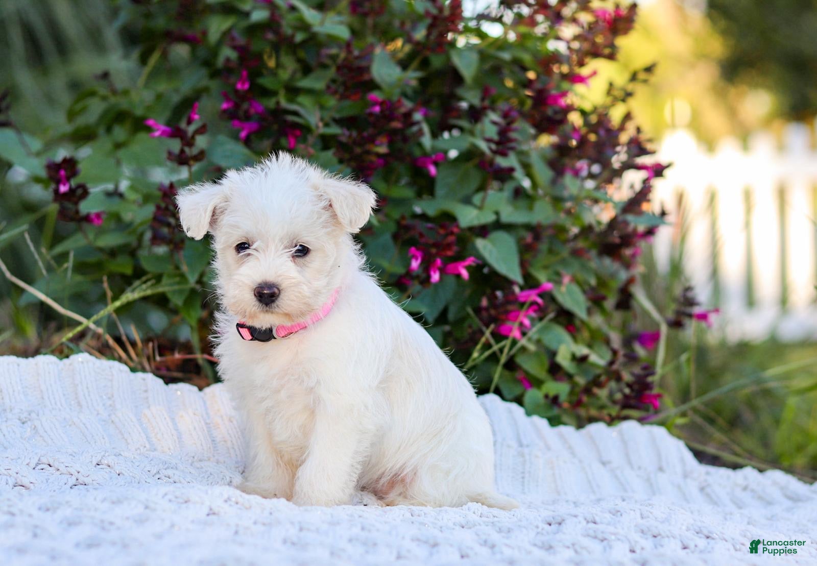 Mixed Breed dogs Powderpuff - Ad 1