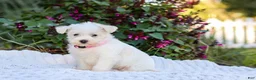 Mixed Breed dogs for sale: Powderpuff - Ad 1