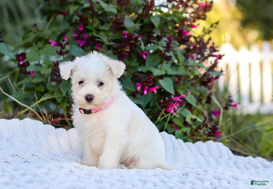 Mixed Breed dogs for sale: Powderpuff - Ad 1