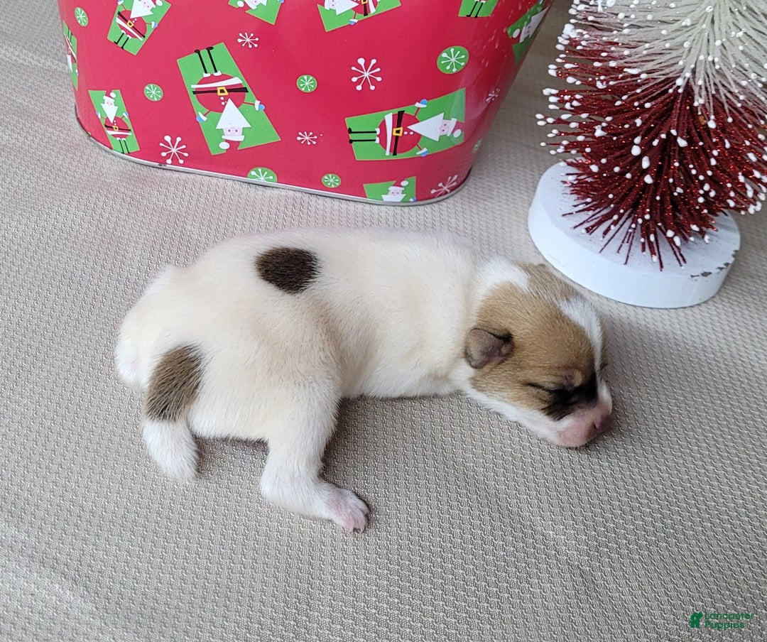 Jack Russell Terrier dogs for sale: Westfork's TESSA - Ad 6