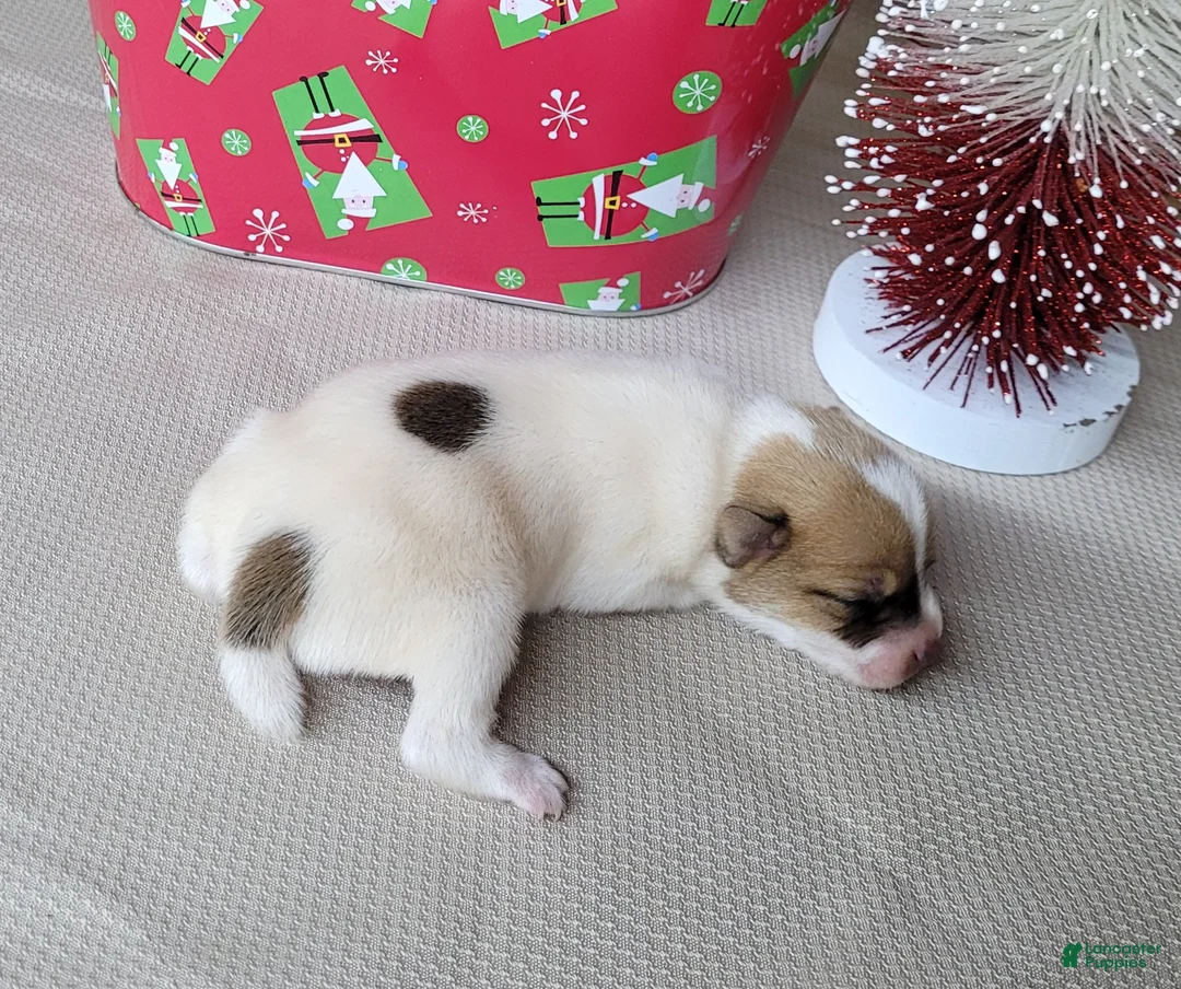 Jack Russell Terrier dogs for sale: Westfork's TATER - Ad 12