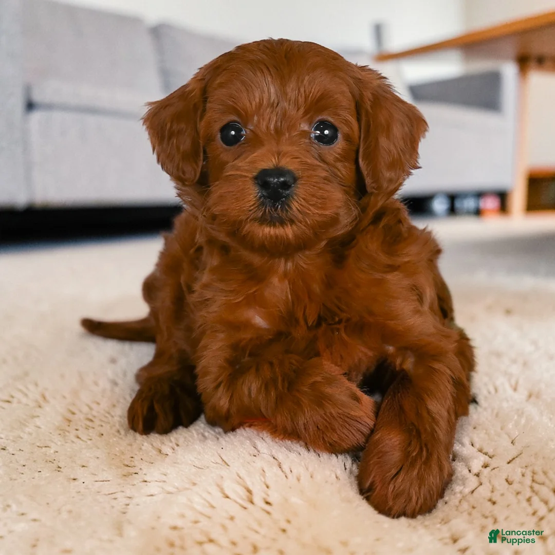 Cavapoo dogs for sale: Rocky - Ad 2