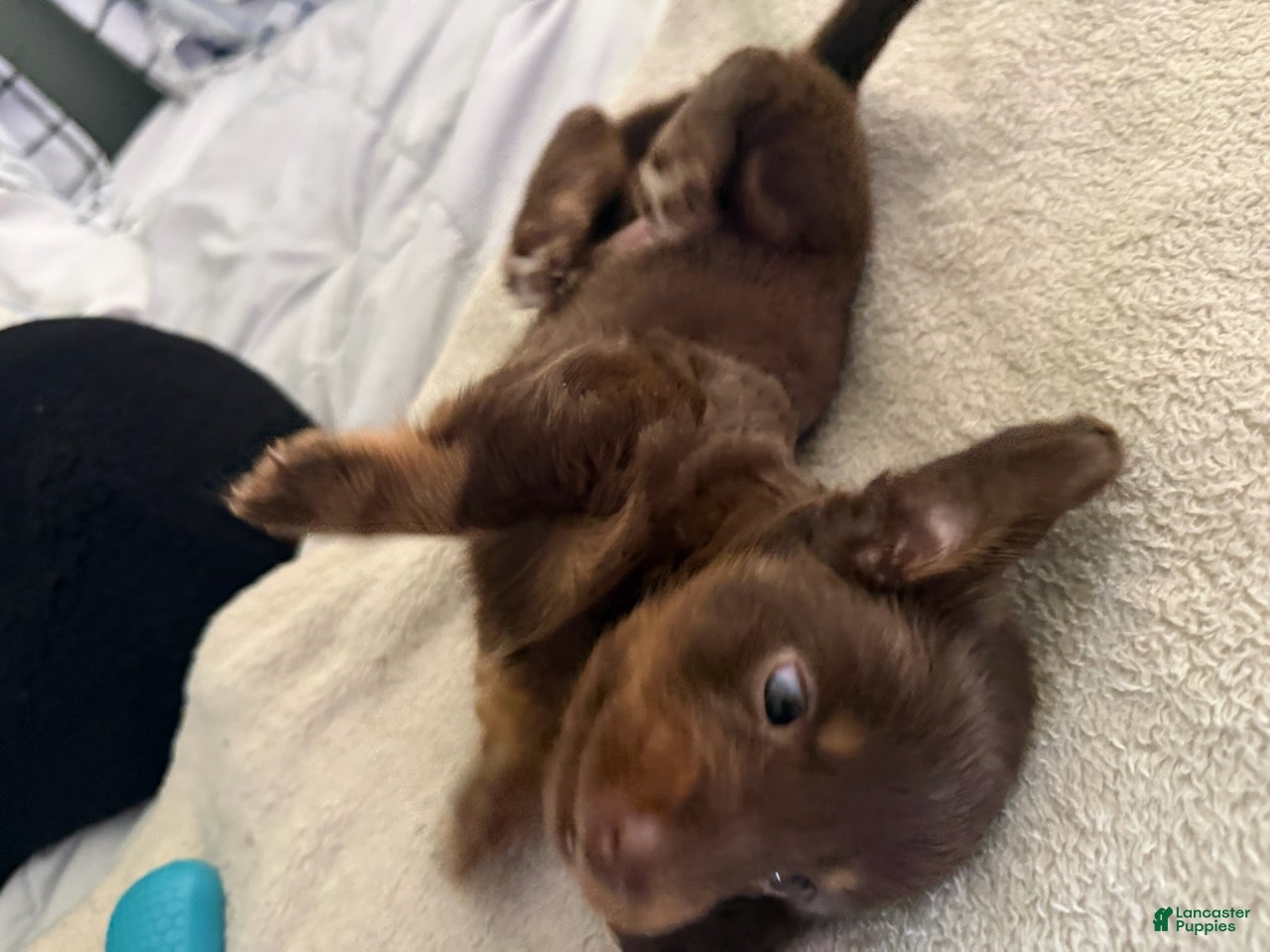 Miniature Dachshund dogs for sale: Molly_Female - Ad 1