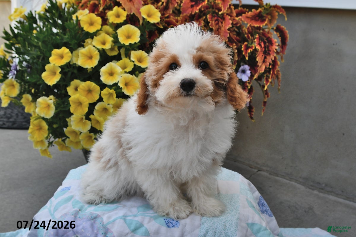 Miniature Poodle dogs Sapphire - Ad 1