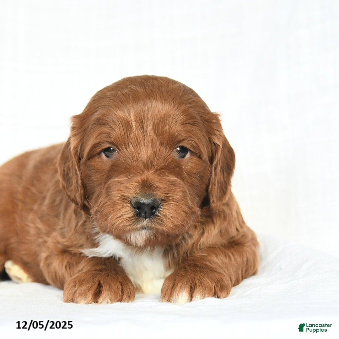 Mini Goldendoodle dogs for sale: Lucky - Ad 3