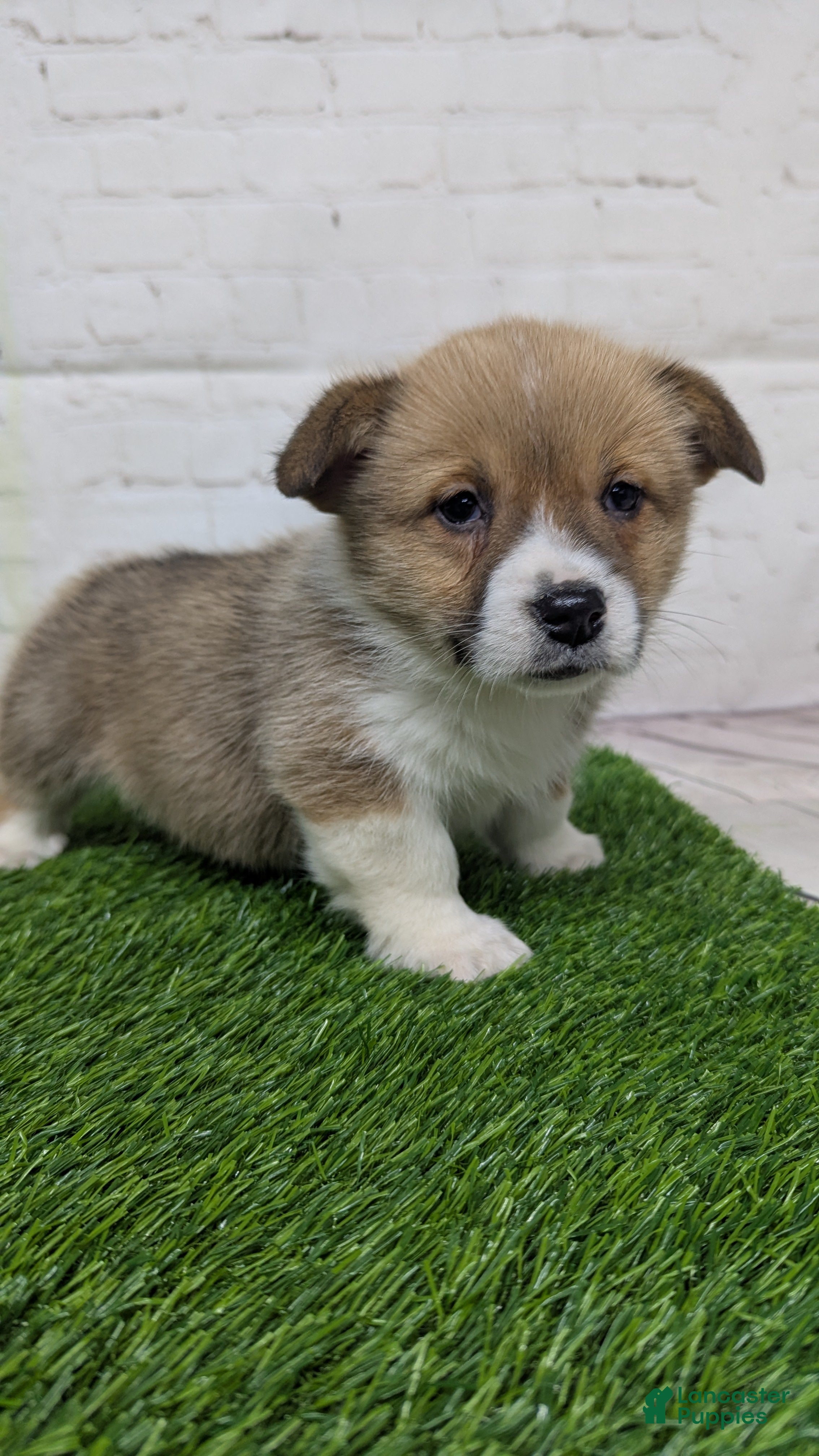 Welsh Corgi Pembroke dogs Molly - Ad 10