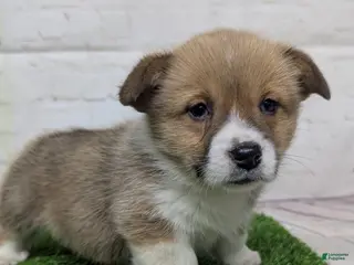 Welsh Corgi Pembroke dogs Molly - Ad 10