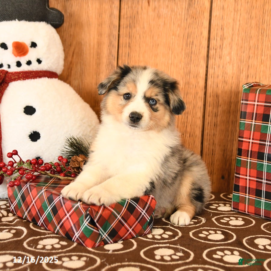 Miniature Australian Shepherd dogs Jupiter - Ad 11