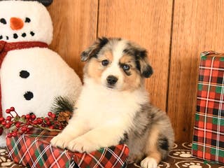 Miniature Australian Shepherd dogs Jupiter - Ad 20