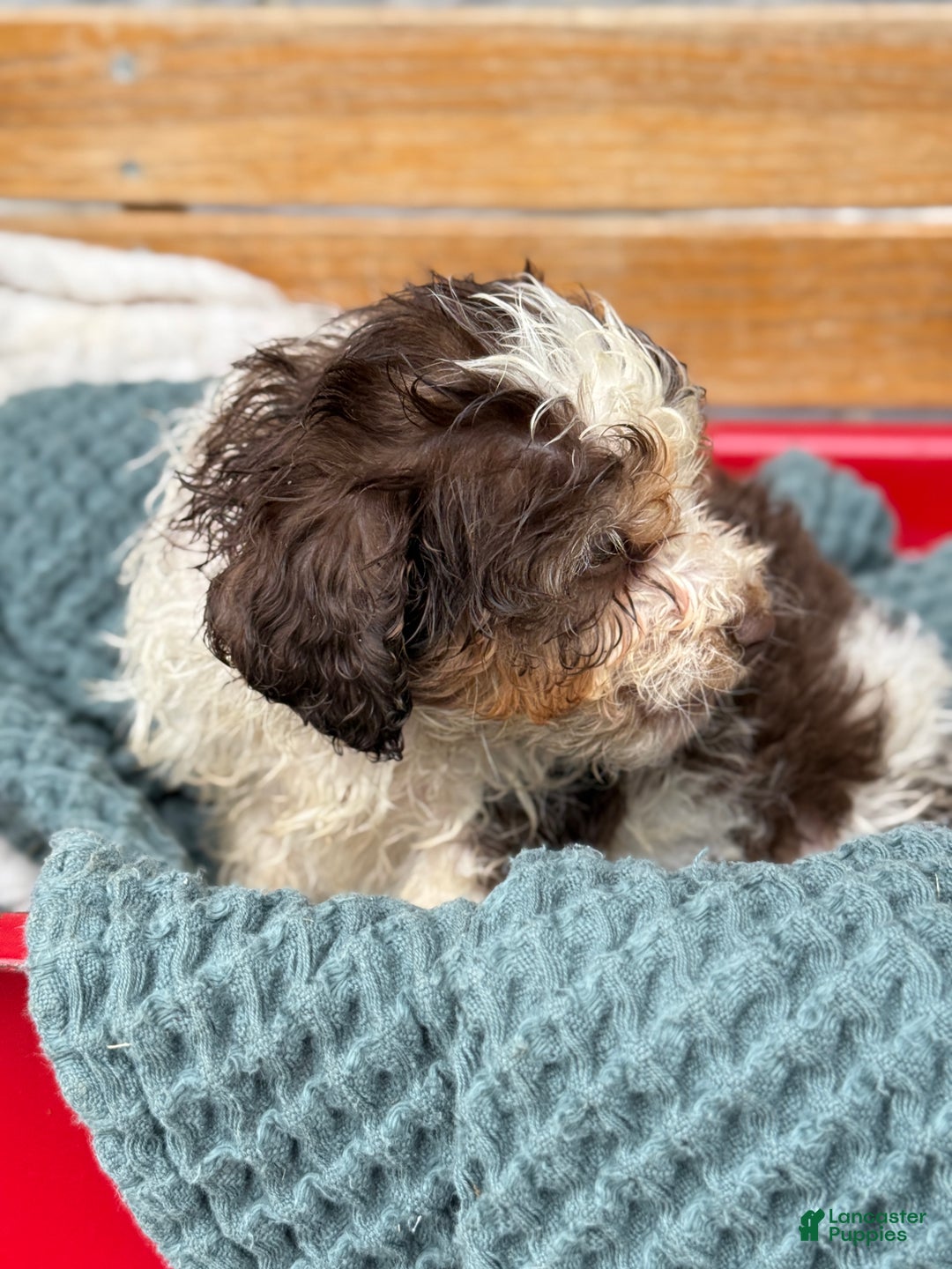 Cavapoo dogs for sale: Arlo - Ad 60