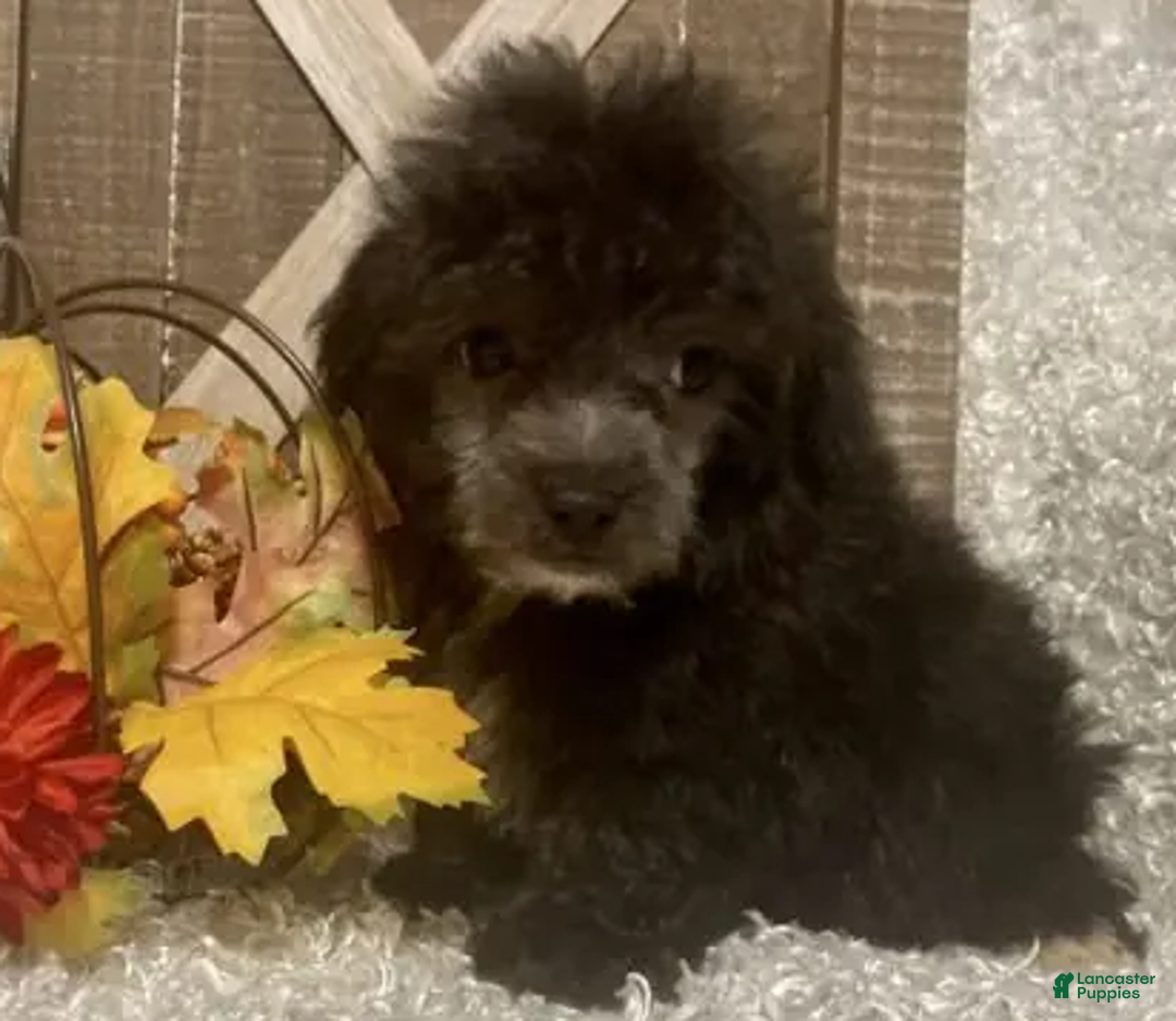 Toy Poodle dogs for sale: Fido - Ad 3