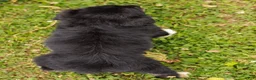Aussiedoodle dogs for sale: Paige Standard Sized - Ad 8