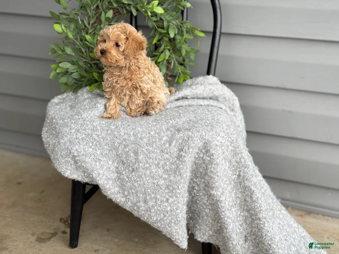 Maltipoo dogs for sale: Tillie - Ad 14