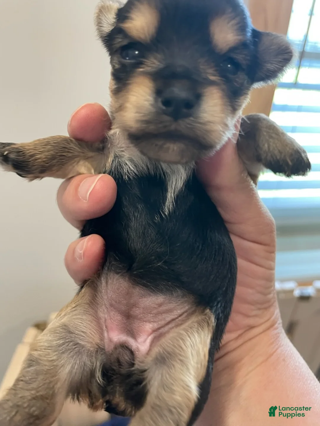 Yorkshire Terrier dogs for sale: Girl 3 - Ad 1