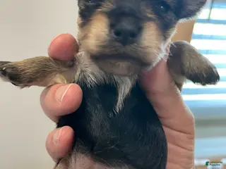 Yorkshire Terrier dogs Girl 3 - Ad 28