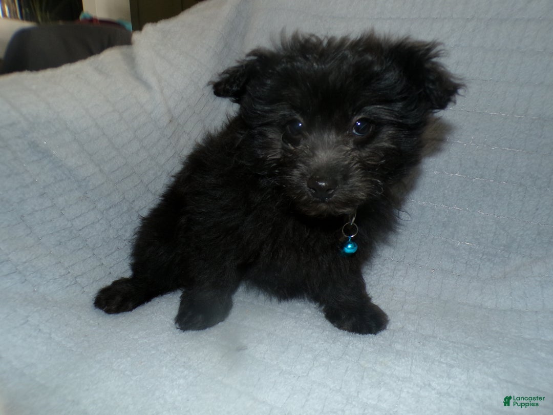 Pomapoo dogs for sale: Pomapoo Puppy 1 Jodi - Ad 2