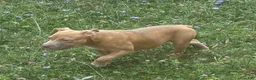 Mixed Breed dogs for sale: Mixed Breed 1 - Ad 6