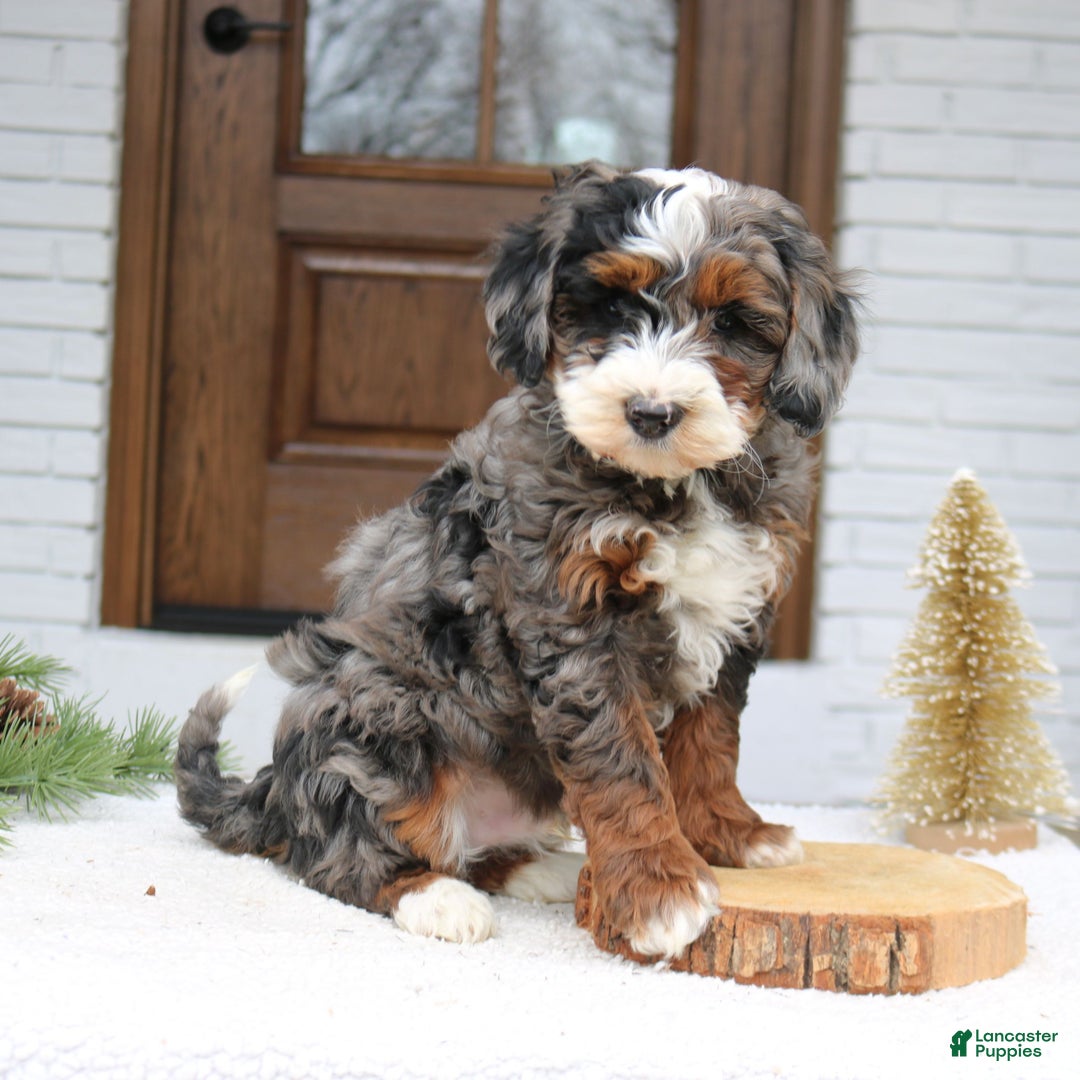 Mini Bernedoodle dogs for sale: Rhett  - Ad 4