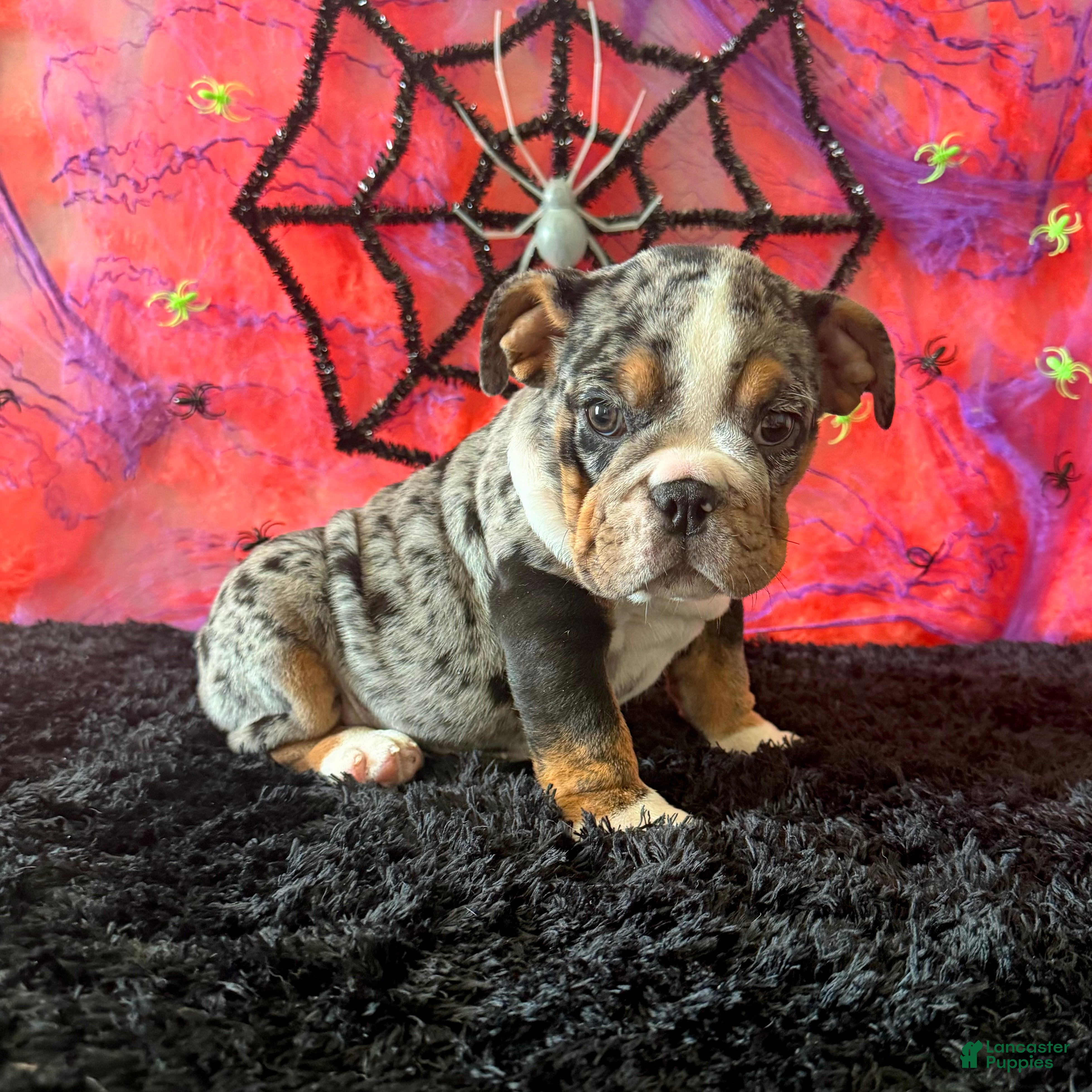 English Bulldog dogs for sale: Paula - Ad 1