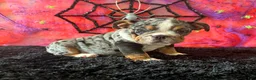 English Bulldog dogs for sale: Paula - Ad 1