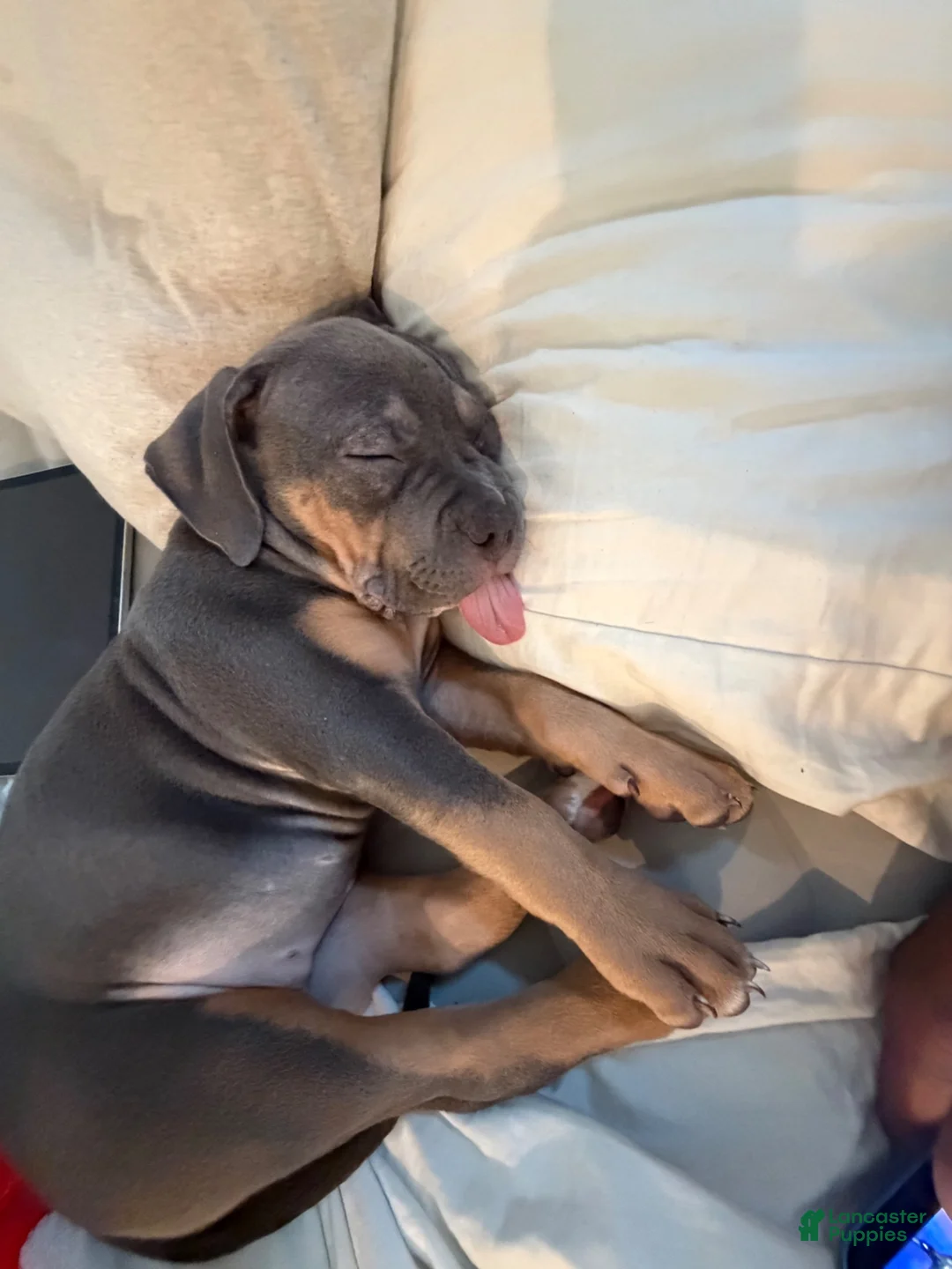 American Bully dogs for sale: American Bully 9 - Ad 2