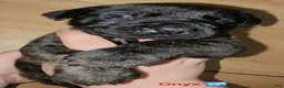 English Mastiff dogs for sale: Onyx  - Ad 6