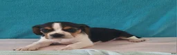 Beagle dogs for sale: debi - Ad 3