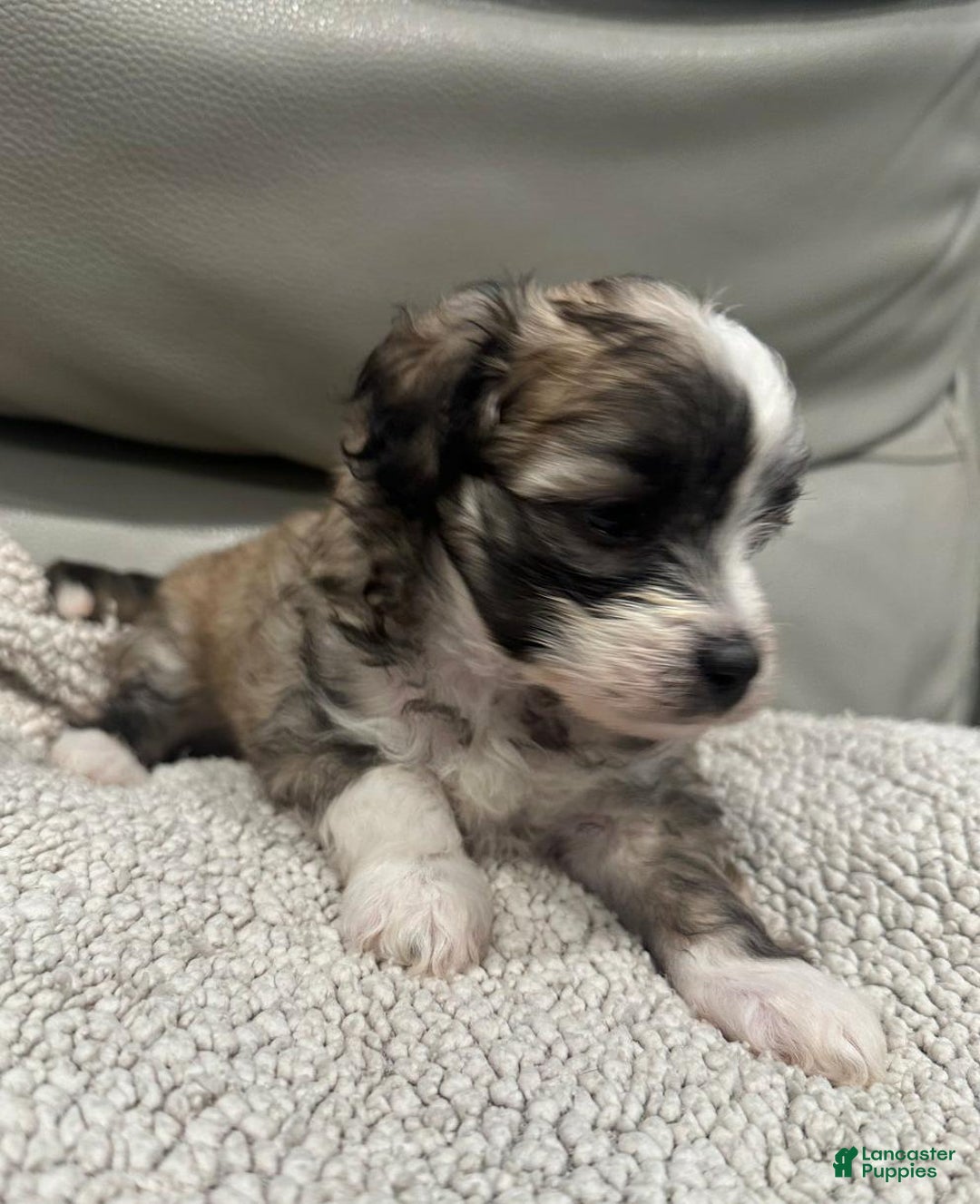 Maltipoo dogs for sale: Joel - Ad 14