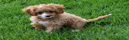 Cavapoo dogs for sale: Sophie  - Ad 4