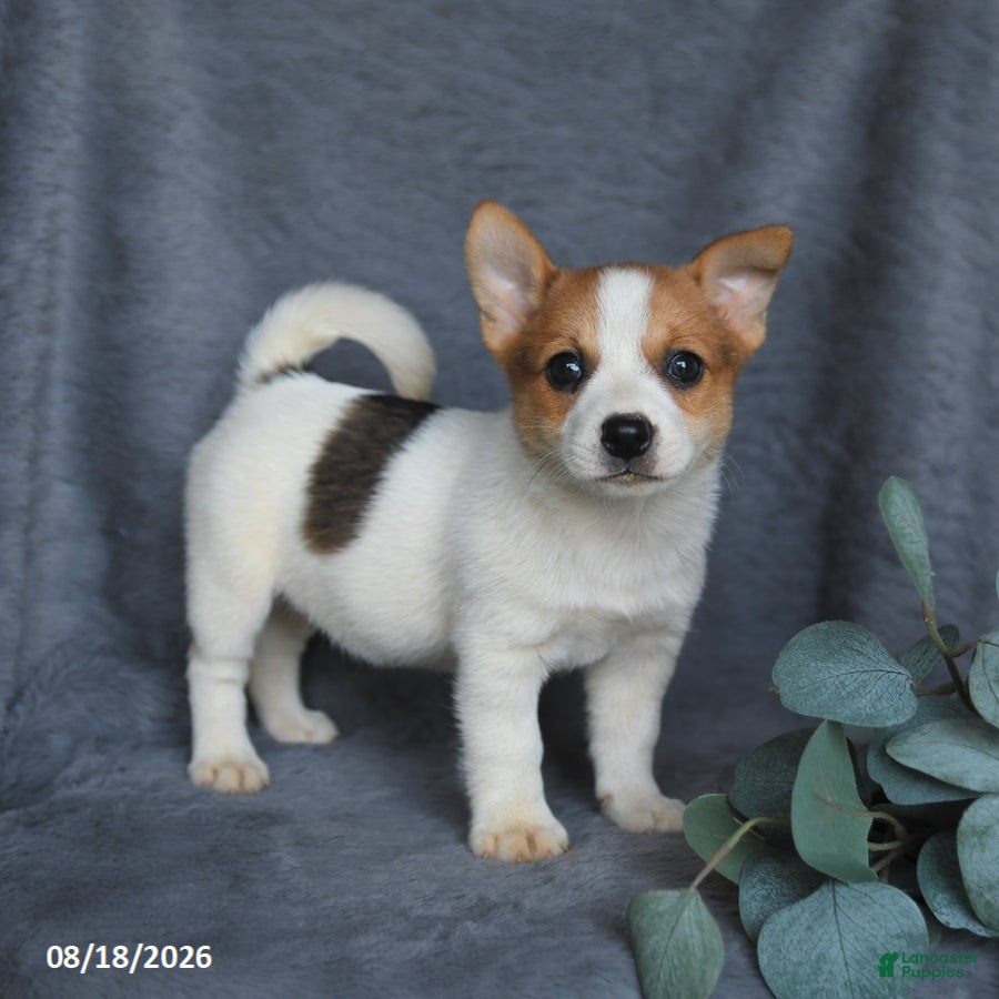 Mixed Breed dogs Rose  - Ad 1